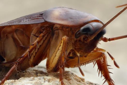 Plaga De Cucarachas Este Verano ¿cómo Protegerse Radio Isora